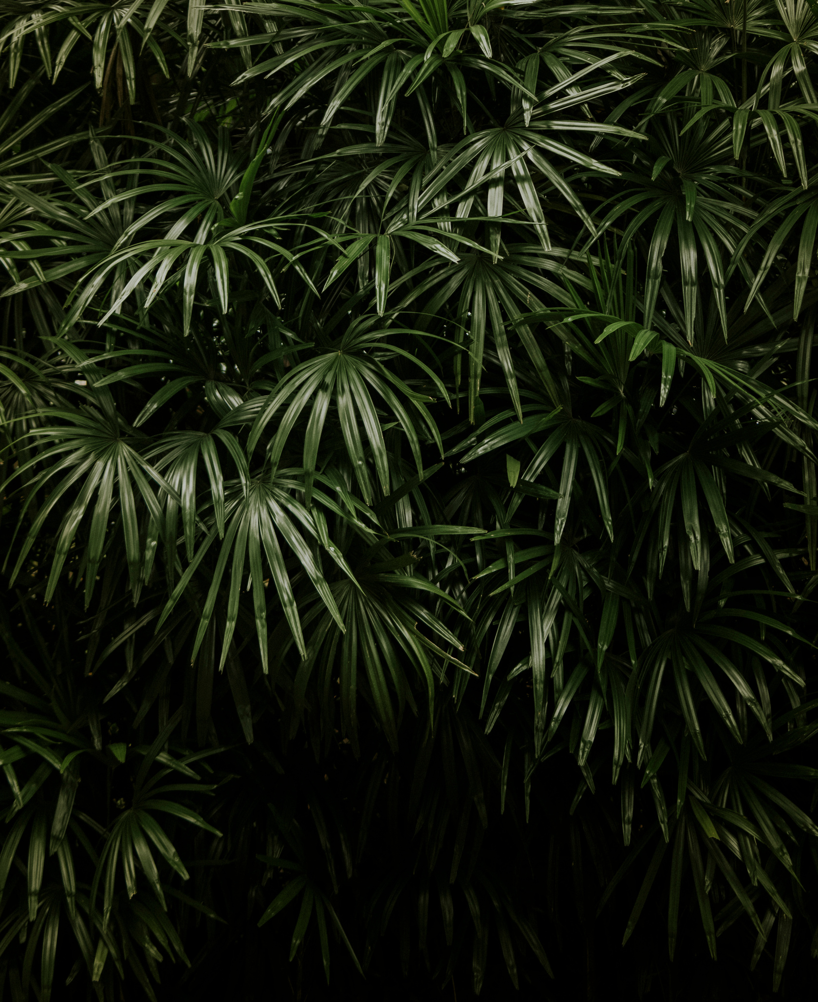 Green Palm Leaves
